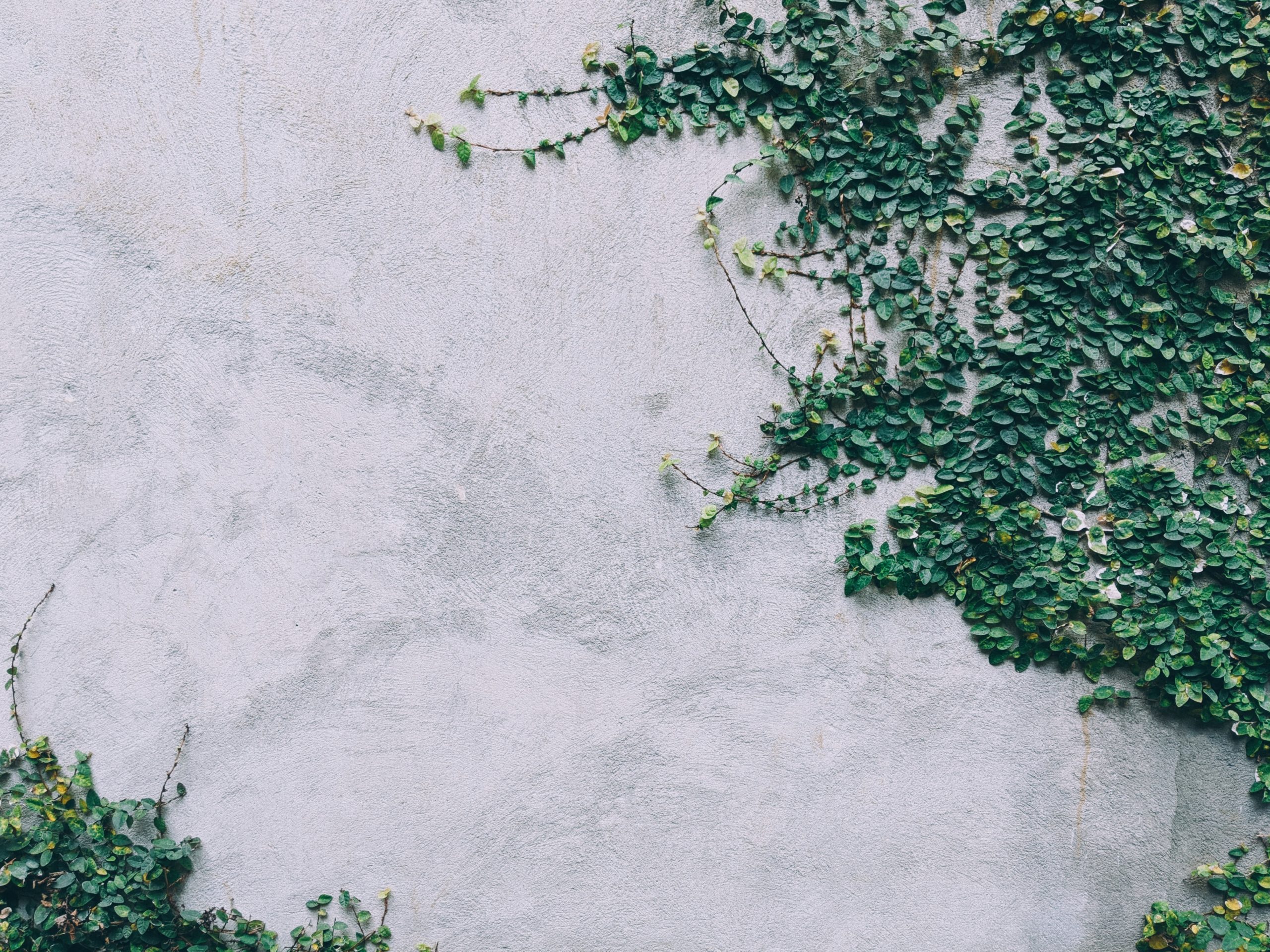 Ivy on a wall